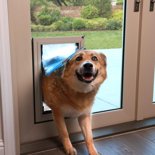 Dog stepping through an in-glass pet door
